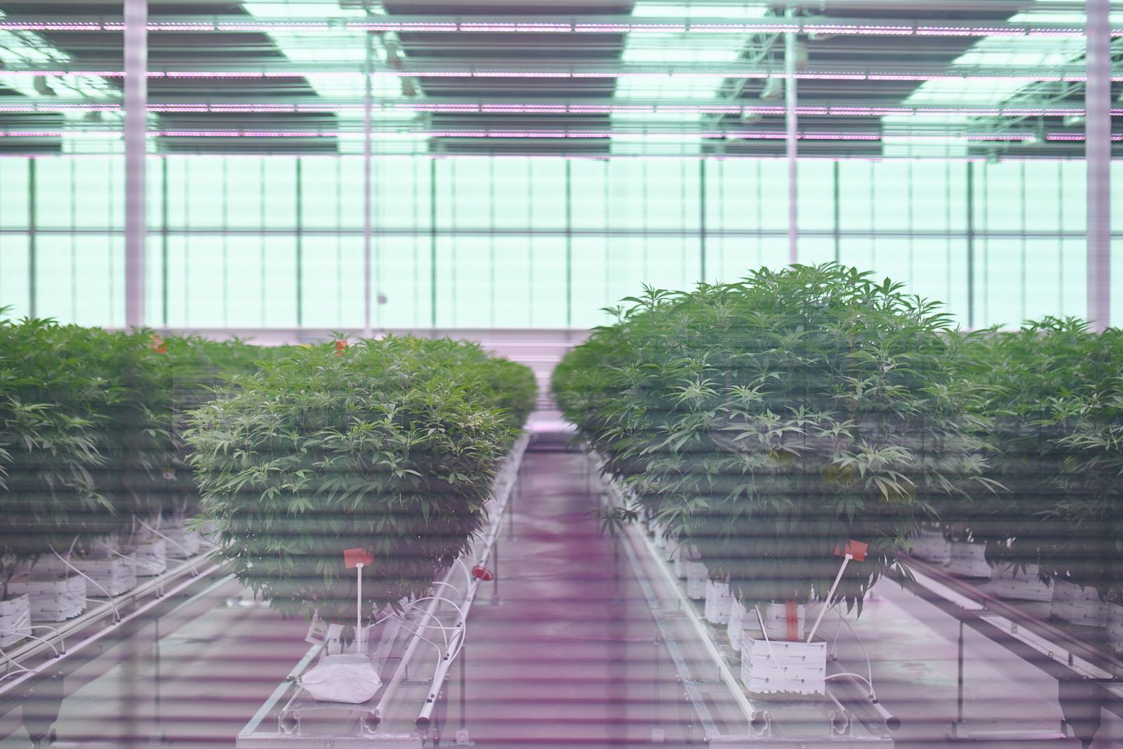 Medical Cannabis summit in Odense hosted by Invest in Denmark