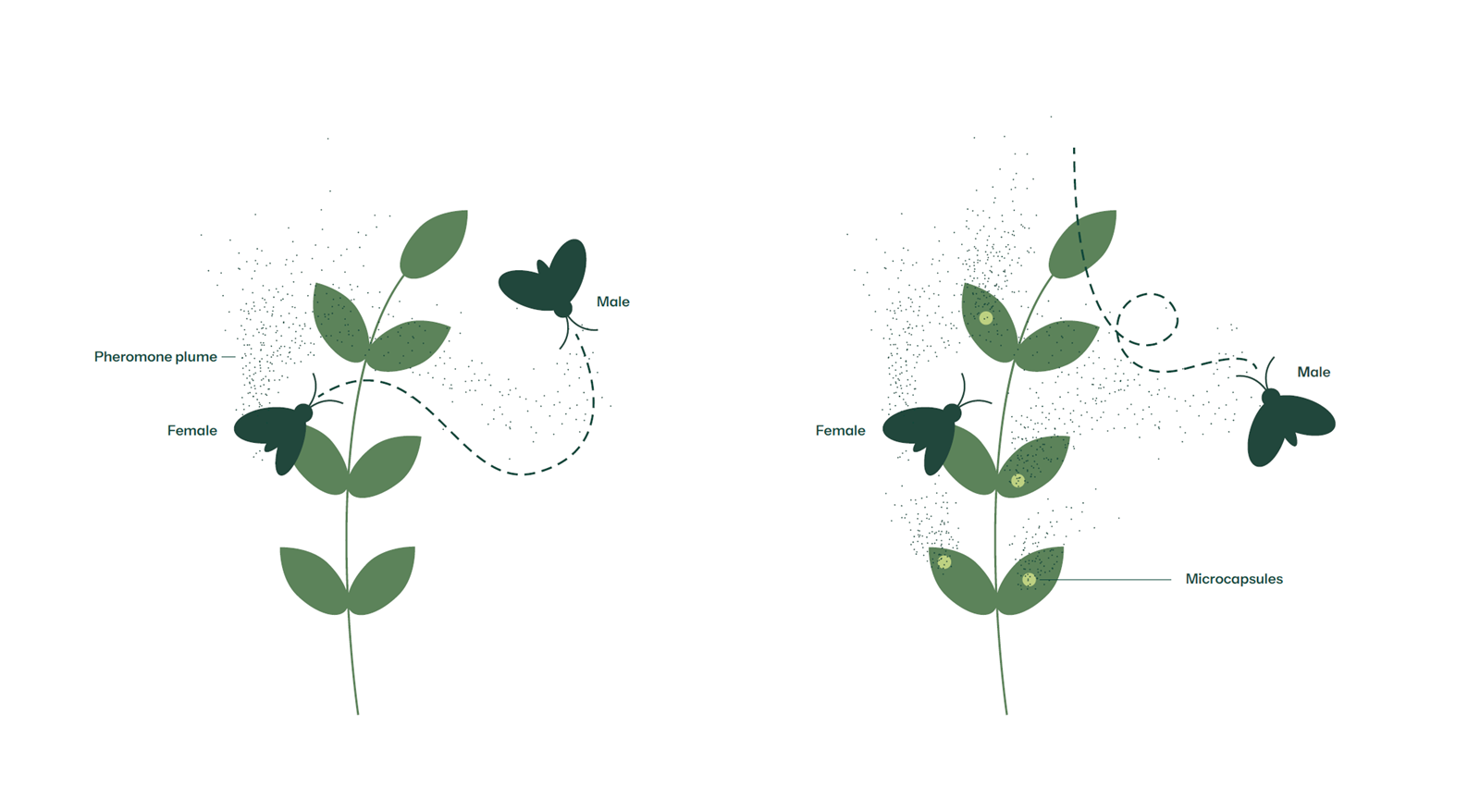 BioPhero’s core innovation lies in the biological production of insect pheromones – natural compounds used to disrupt pest mating cycles. These pheromone-based crop protection products offer farmers a sustainable alternative to conventional chemical pesticides, with low impact on beneficial insects, lower resistance risk, and strong compatibility with integrated pest management programs. 