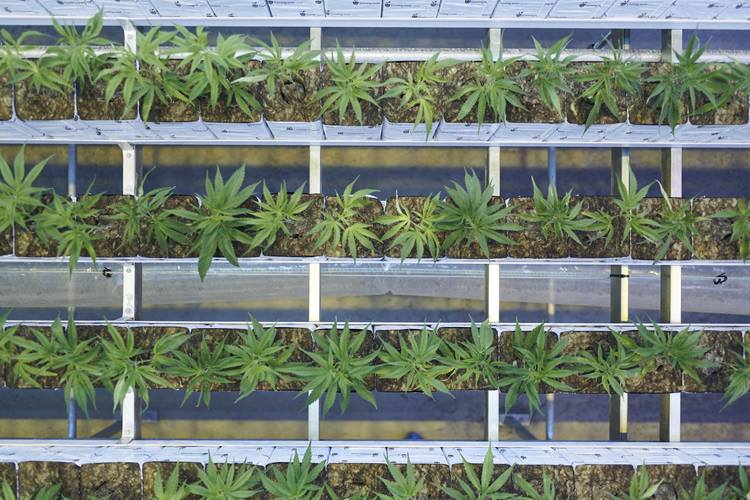 Medical cannabis market in Denmark January 2020