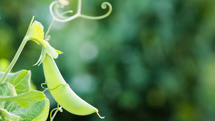 Denmark - the alternative protein revolution starts here