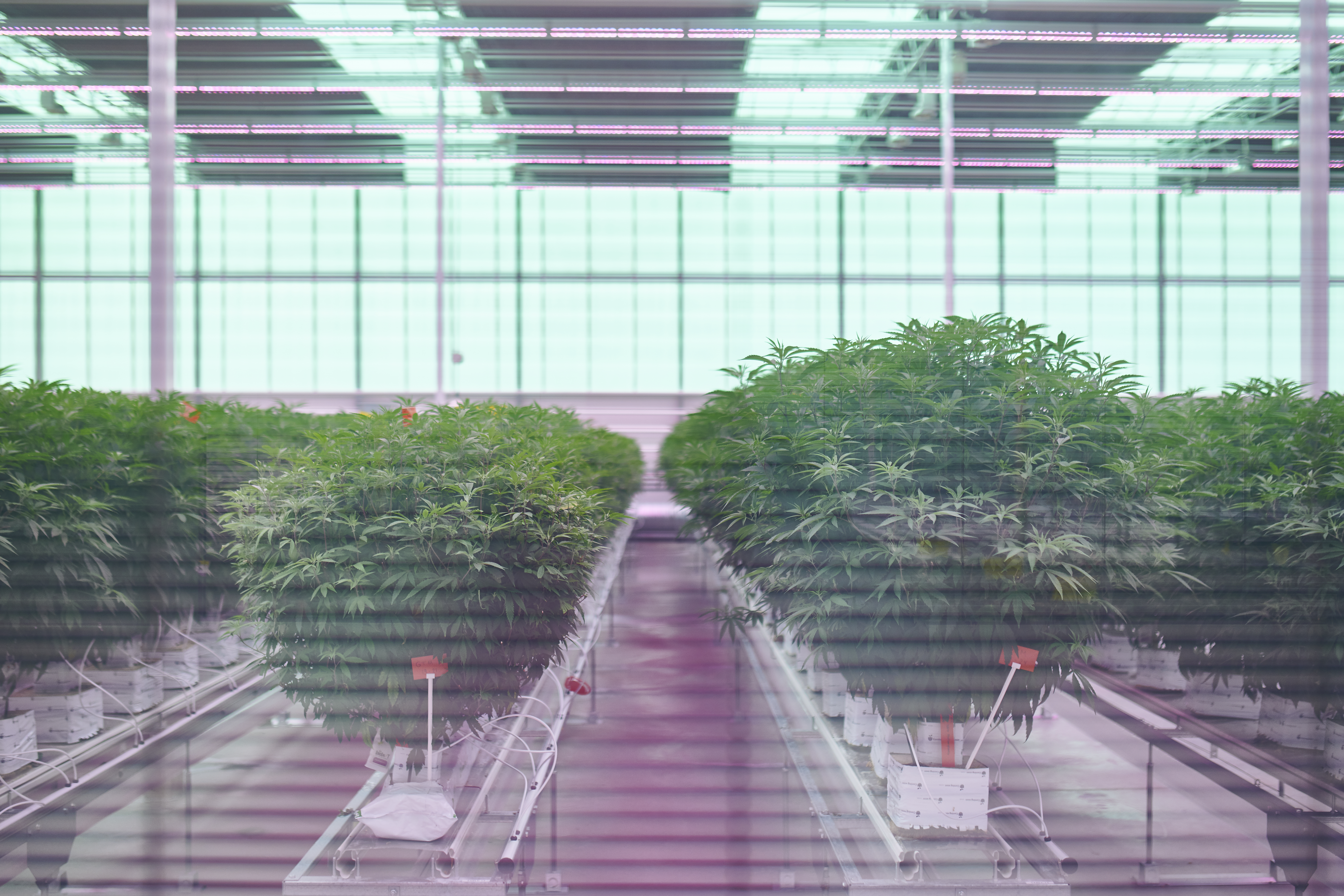 Medical Cannabis summit in Odense hosted by Invest in Denmark