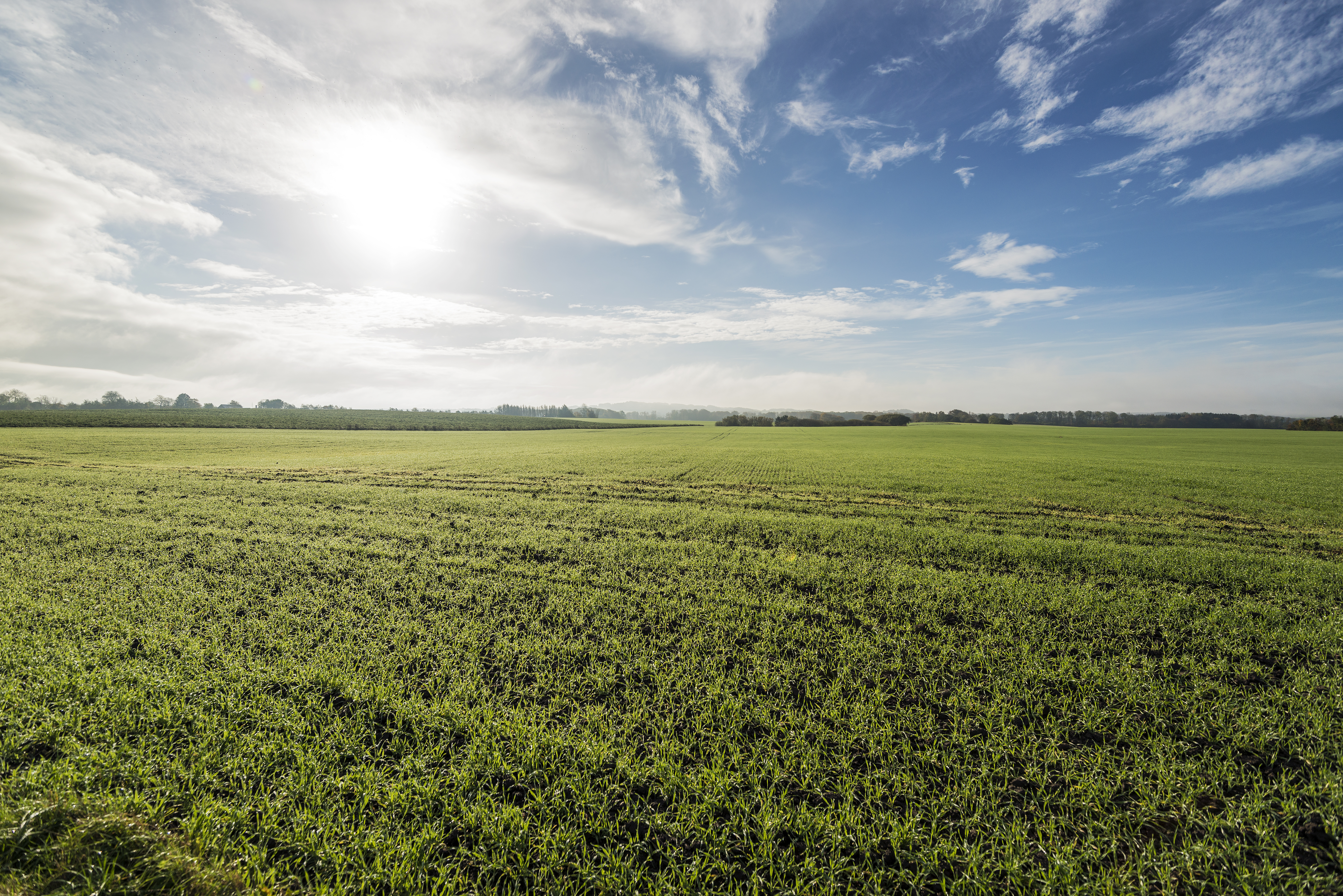 Winter seeds fields in Denmark
