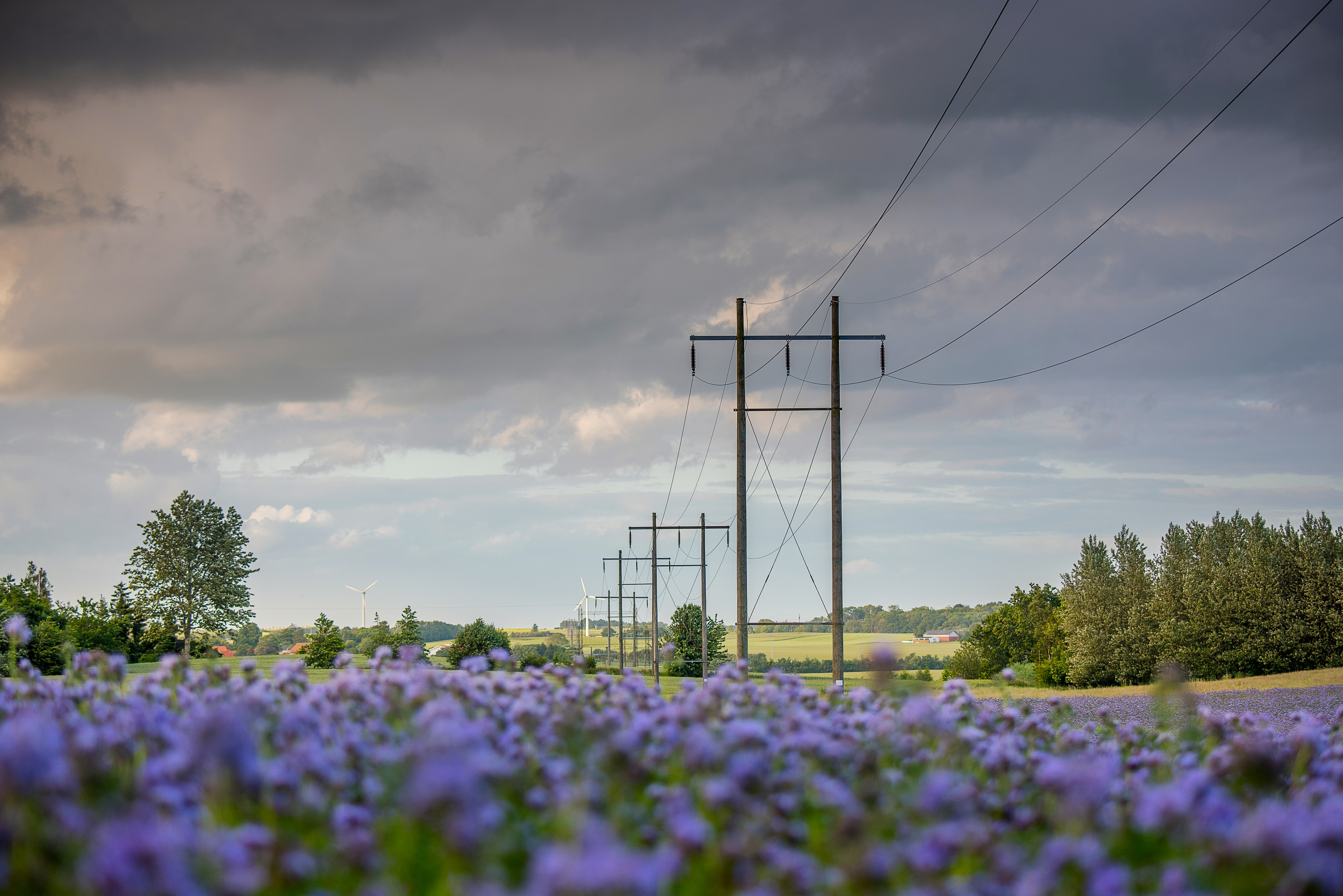 Power grid in a cornfield in Denmark