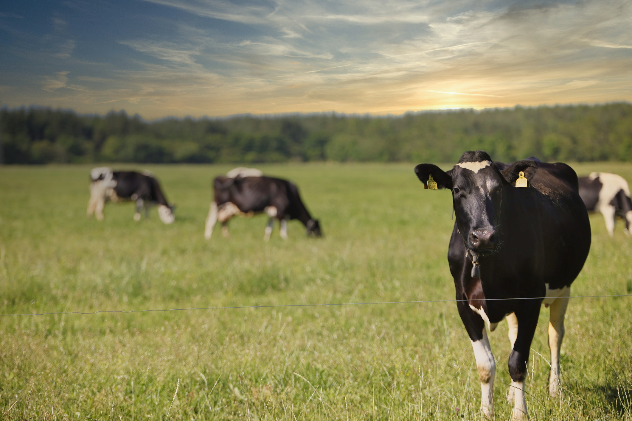 Denmark is the first country in the world to introduce carbon tax on livestock farming