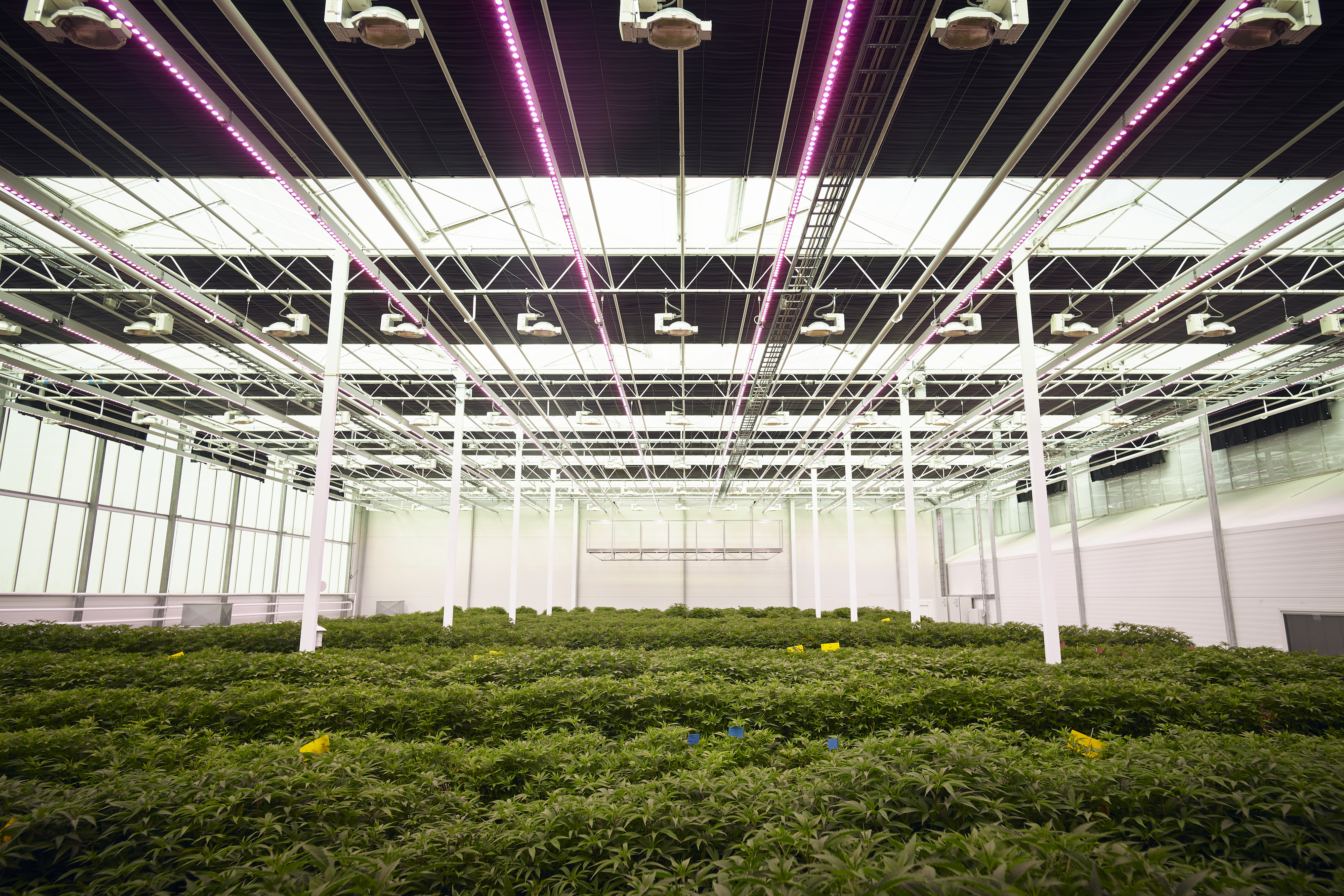 Medical cannabis investor summit 2021