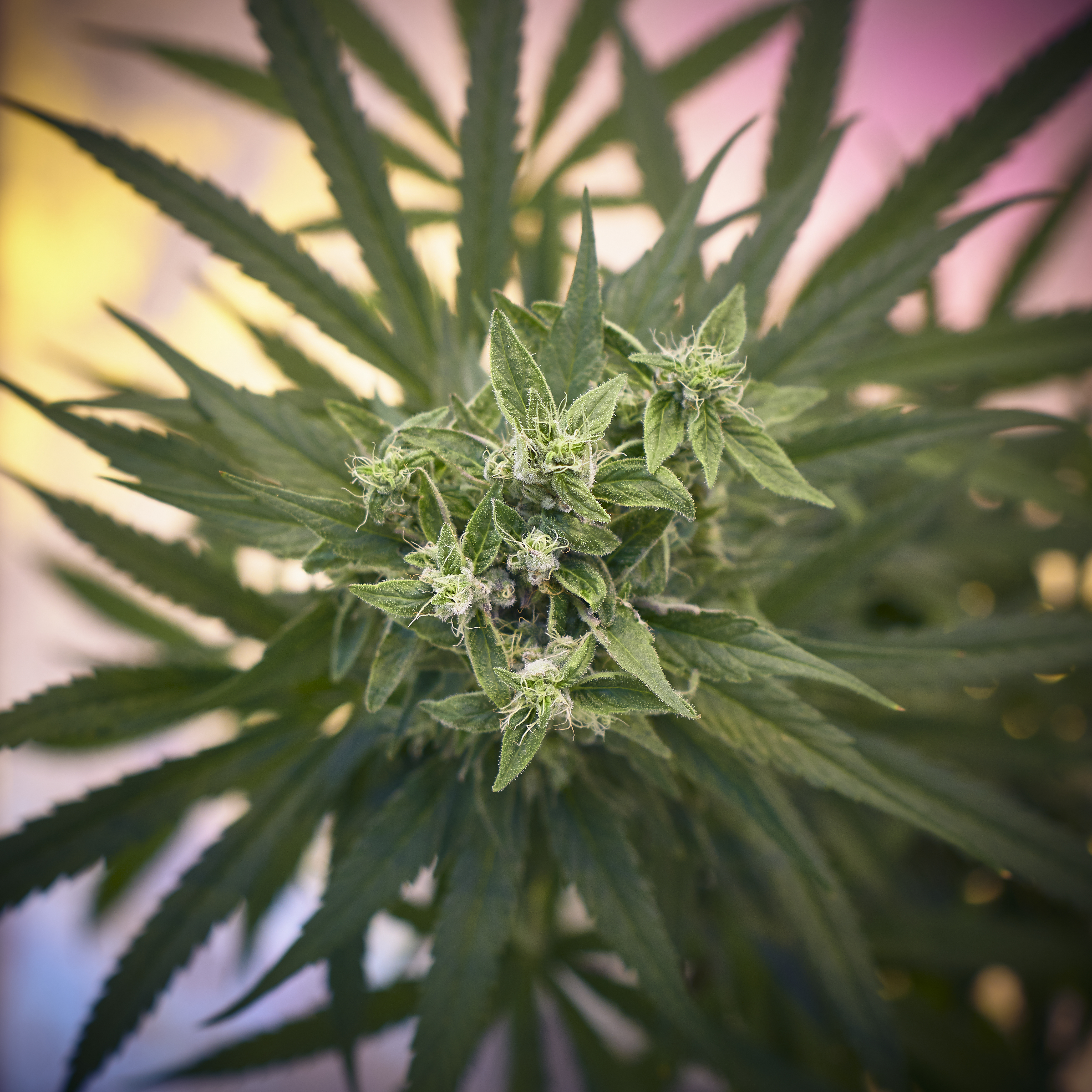 The Danish Medical Cannabis Hybrid model – European scale, Danish standards