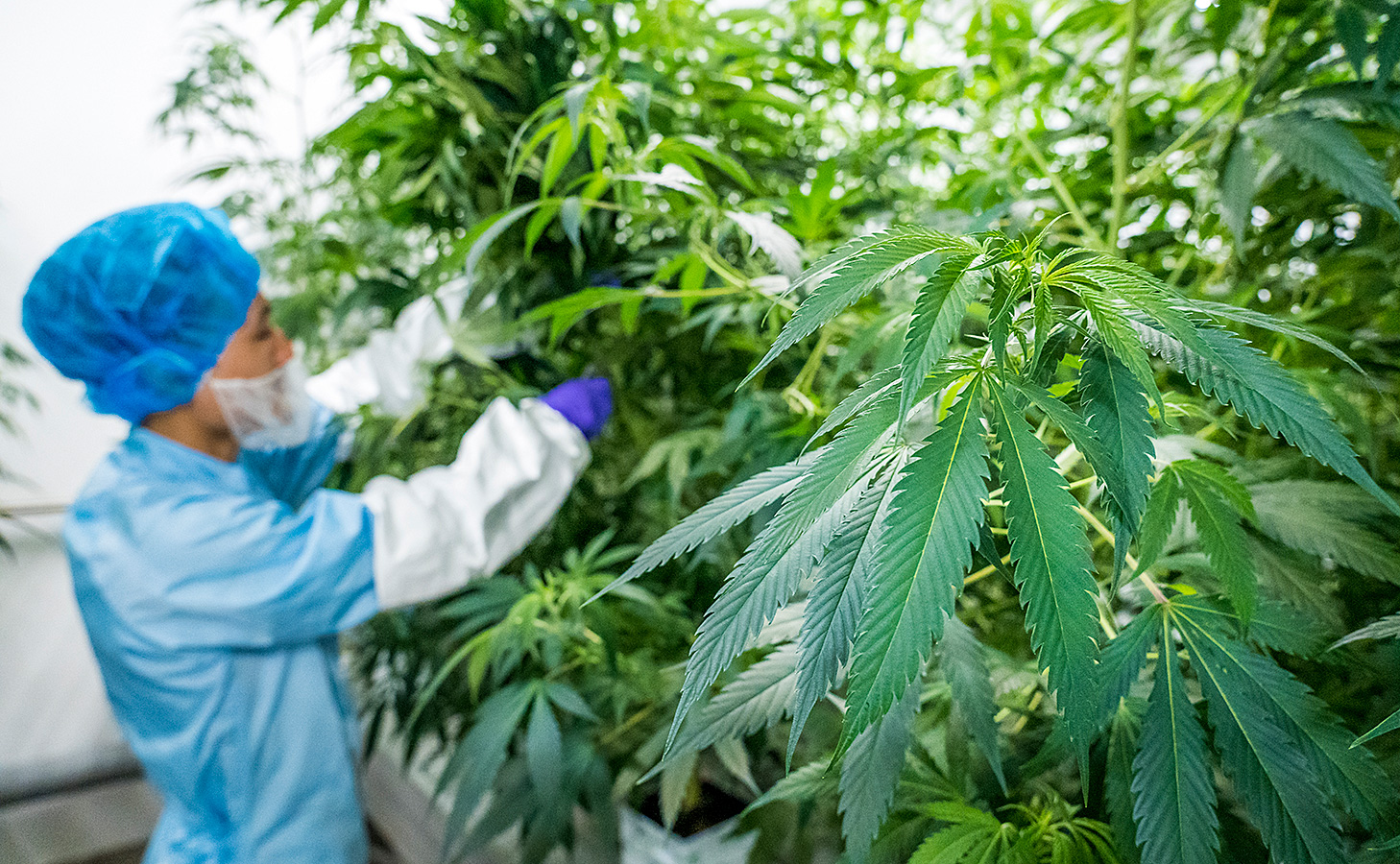 Medical cannabis in Denmark