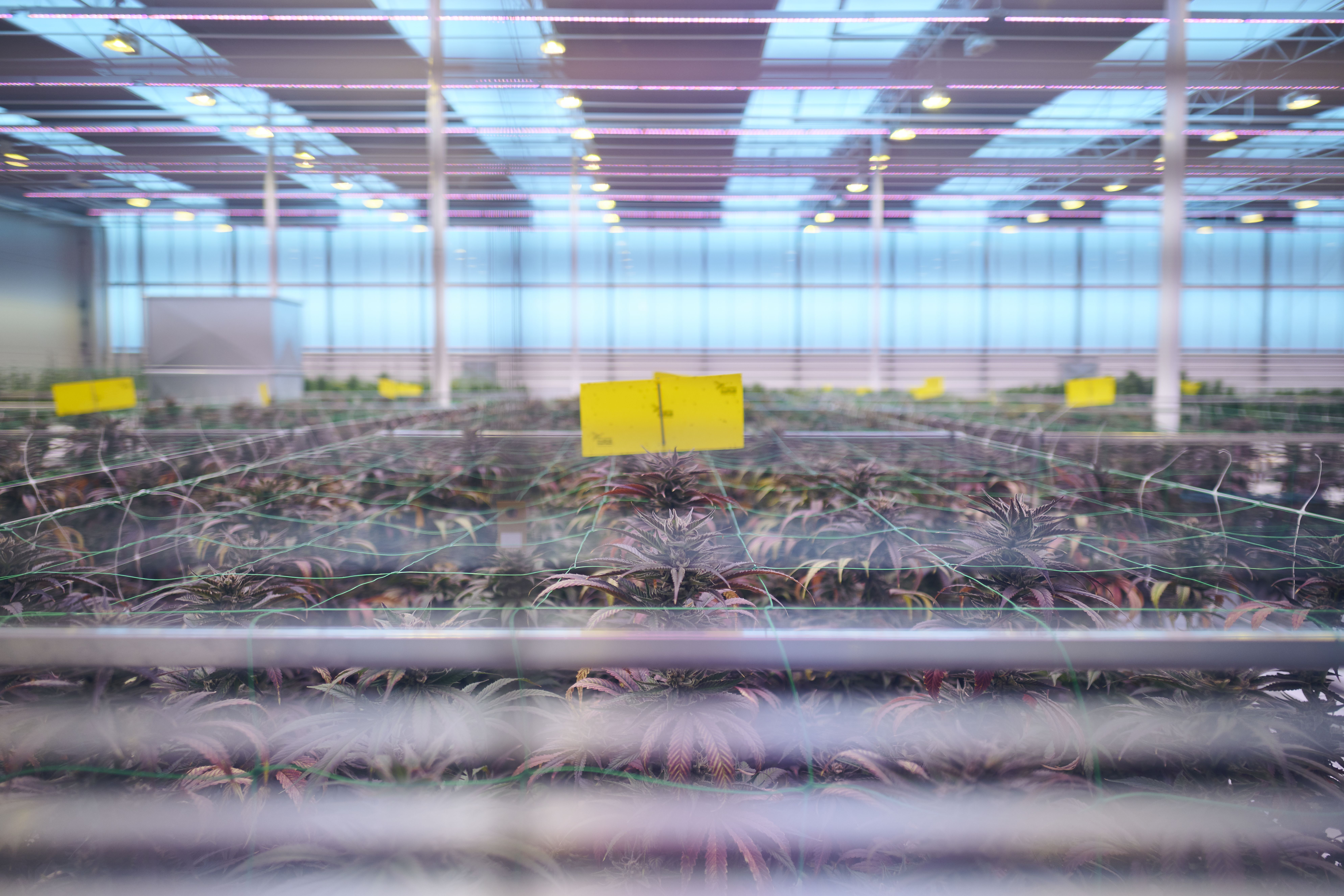 Medical Cannabis in Denmark